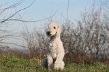 BEDLINGTON TERRIER 085